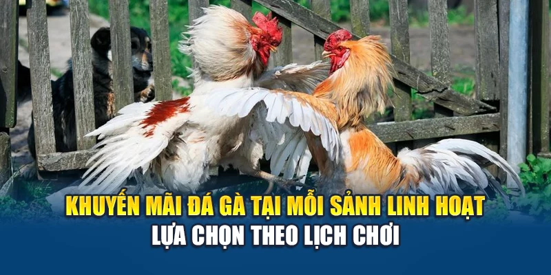 Khuyến mãi đá gà tại mỗi sảnh linh hoạt lựa chọn theo lịch chơi